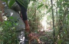 filhote-de-veado-catingueiro-reencontra-mae-apos-ser-encurralado-por-caes-no-parque-estadual-da-pedra-selada