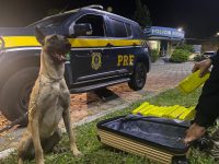 passageira-de-onibus-e-presa-transportando-quase-8-kg-de-maconha-na-via-dutra,-em-pirai