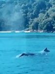 video:-baleia-jubarte-e-vista-na-ilha-grande,-em-angra-dos-reis,-e-surpreende-turistas