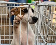 vassouras-promove-feira-de-adocao-de-cachorro-neste-domingo