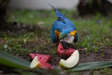 animais-se-refrescam-com-‘picoles’-de-frutas-congeladas-em-zoologico-de-volta-redonda