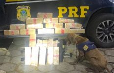 cadela-farejadora-encontra-23-tabletes-de-maconha-em-bagagem-de-passageira-na-via-dutra,-em-pirai