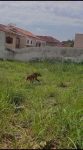 lobo-guara-e-flagrado-passeando-em-pinheiral;-veja-video