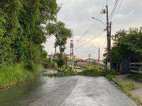 temporal-derruba-arvore-em-resende