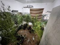 policia-descobre-estufa-com-plantacao-de-maconha-dentro-de-casa-em-volta-redonda;-veja-video