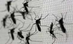 itatiaia-decreta-estado-de-emergencia-por-causa-da-dengue