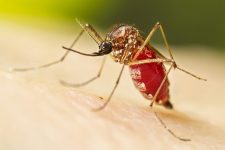 cidades-do-sul-do-rio-e-costa-verde-realizam-dia-d-de-mobilizacao-contra-a-dengue-neste-sabado