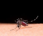 resende-e-volta-redonda-registram-mais-mortes-por-dengue