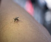 duas-novas-mortes-por-dengue-sao-confirmadas-no-sul-do-rio