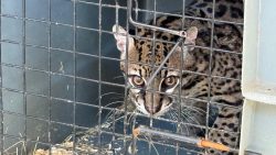 video:-jaguatirica-atropelada-ha-cerca-de-tres-meses-e-devolvida-a-natureza