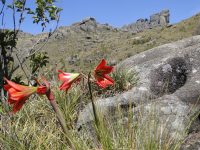 atingido-por-incendio,-parque-nacional-do-itatiaia-permanece-fechado-para-visitacao-nesta-quinta-feira