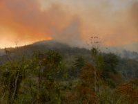 incendio-destroi-300-hectares-de-area-de-protecao-ambiental-no-rj;-gestor-acredita-em-ato-criminoso